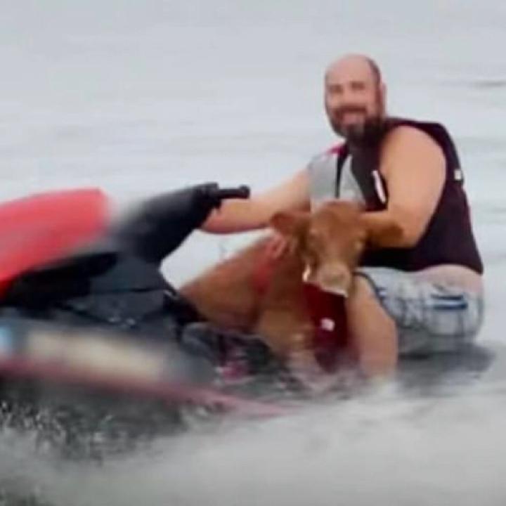 Dude on a Jetski with His Cow