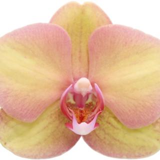 orchid