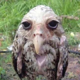 wet owl